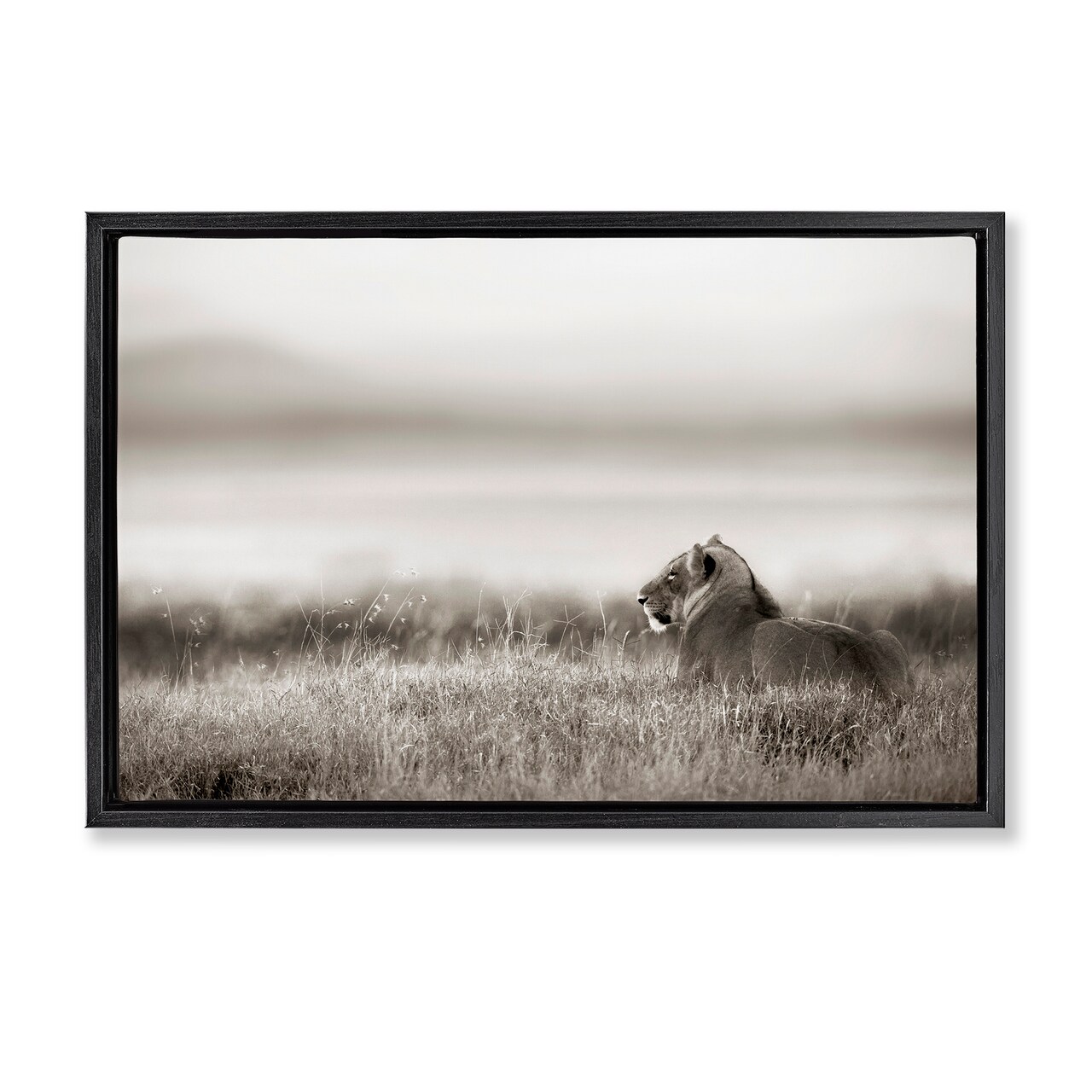 Stupell Industries Resting Lion in Savanna Grass Floating Frame By Danita Delimont